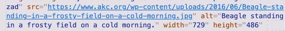 alt text for beagle